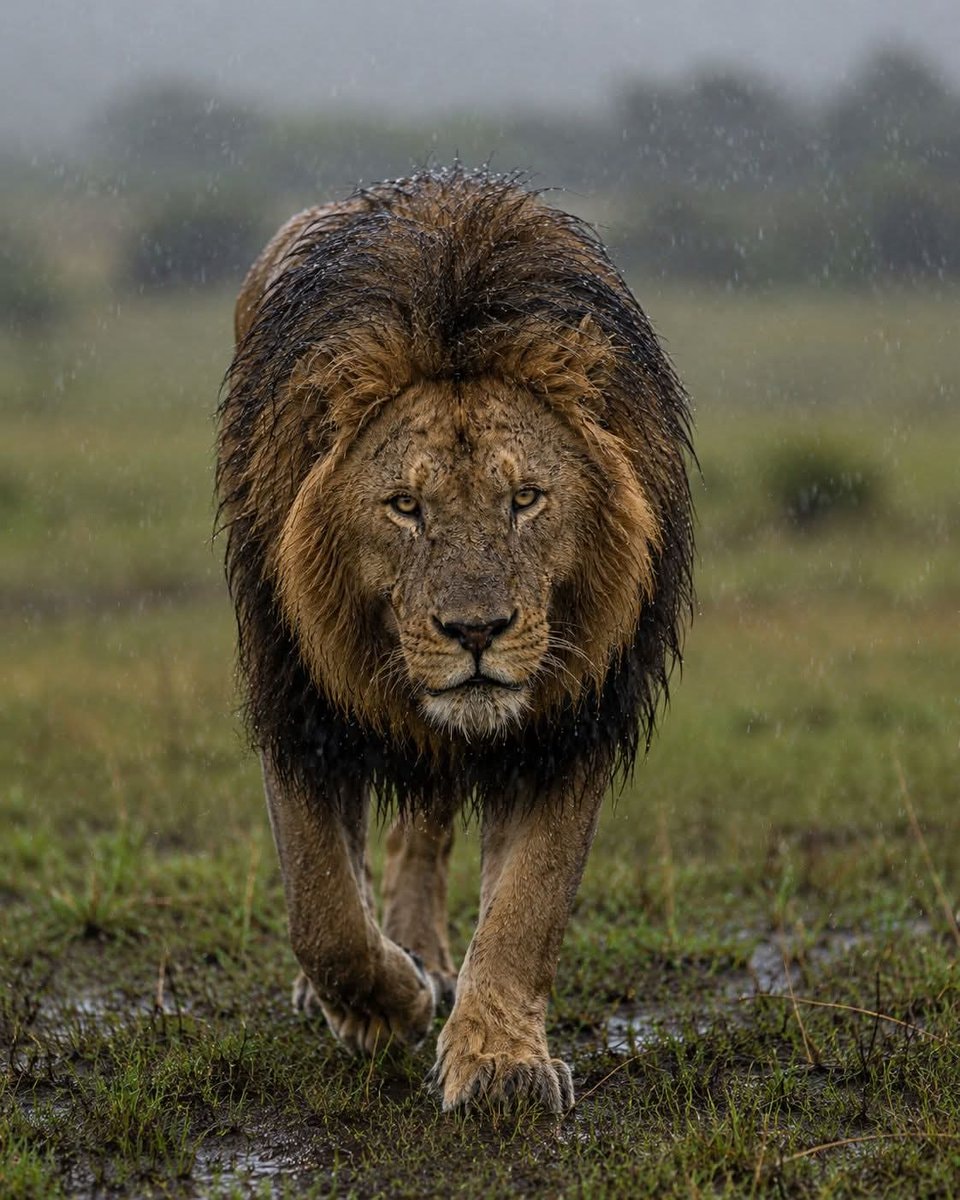 Lion walking in rain Lion walking in rain