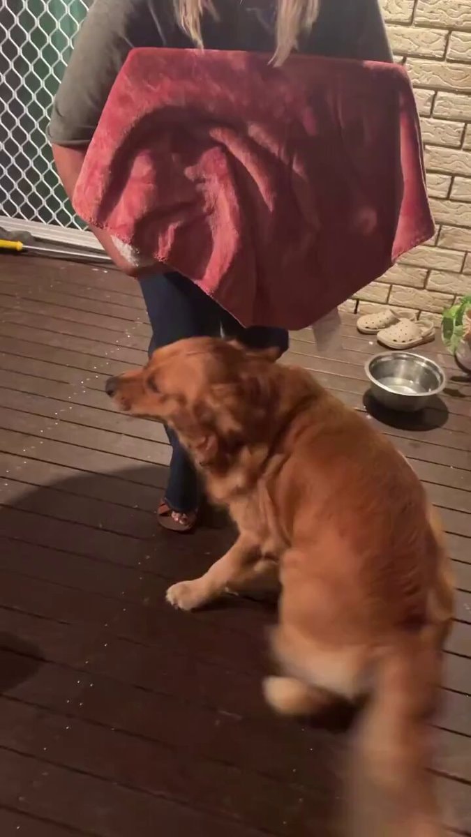 Golden Retriever meets golden puppy