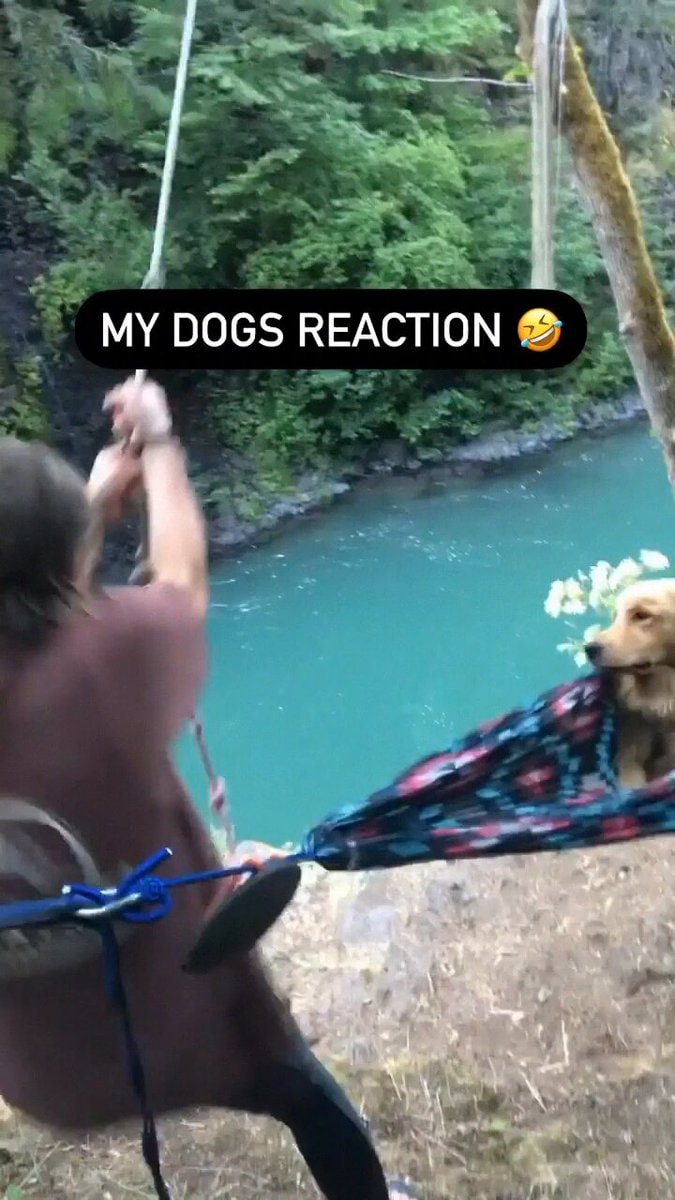 Golden retriever concerned reaction
