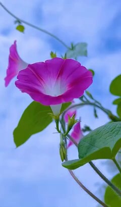 Pink morning glory close-up