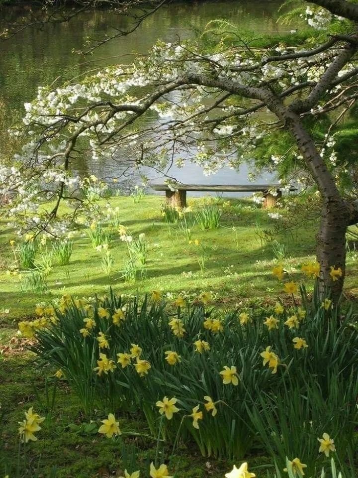 peaceful nature scene with bench (photo 2 of 3)