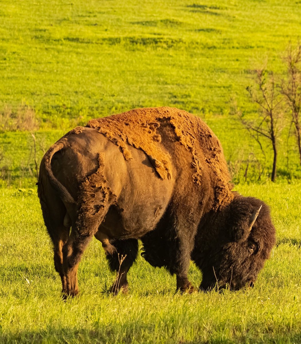 Oklahoma bison herd tallgrass prairie