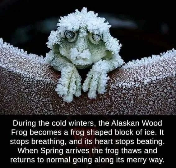 Alaskan Wood Frog Freezes Solid Survival