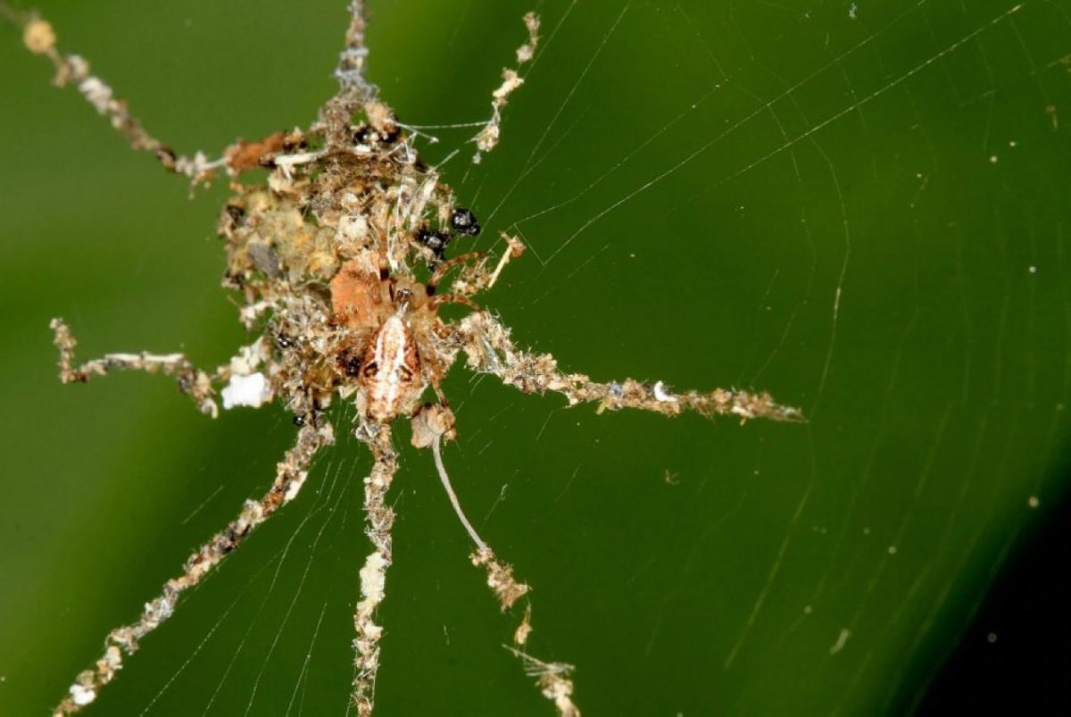 Spider debris effigy Philippines Amazon