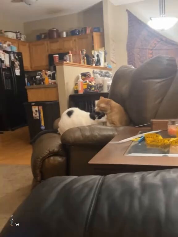 two cats double drama