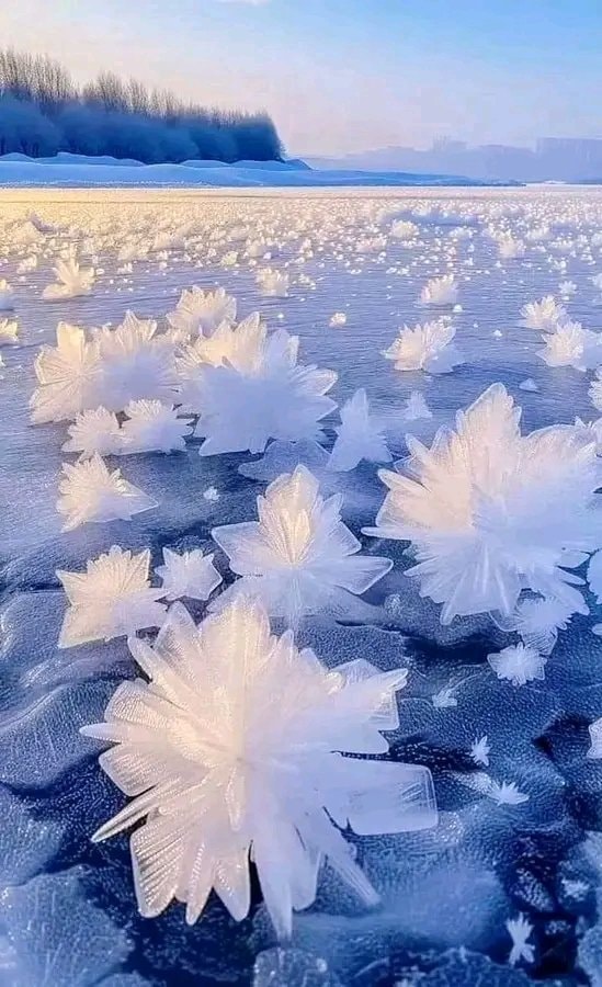 Ice flowers Norway Ice flowers Norway