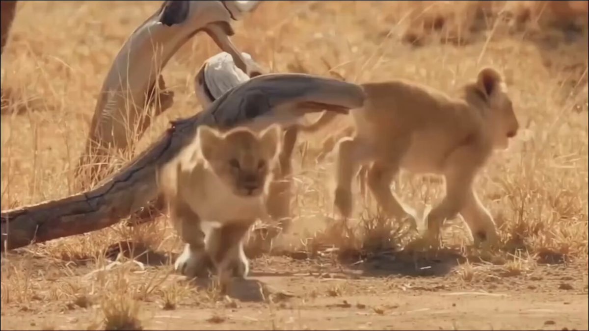 lion cubs walking in dry savanna