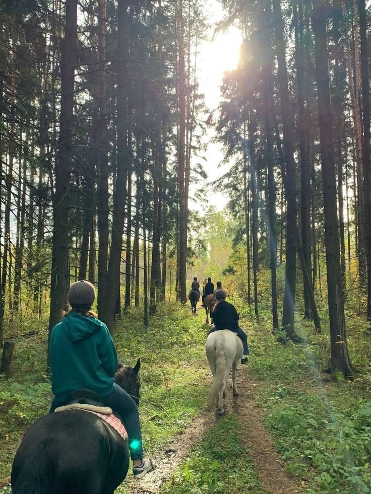 people horseback riding forest (photo 1 of 4)