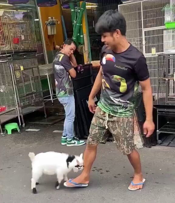 Goat nibbles flip-flop