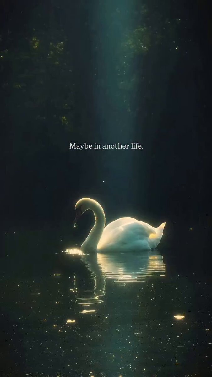swan on dark water