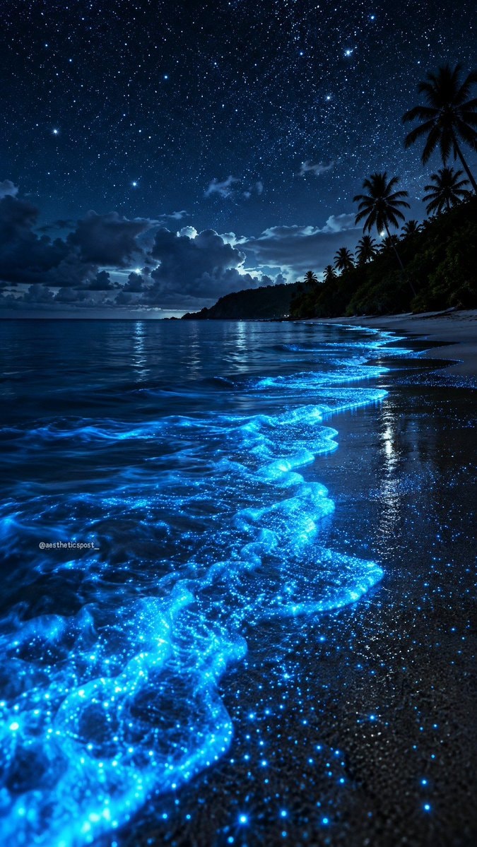beach bioluminescence at night