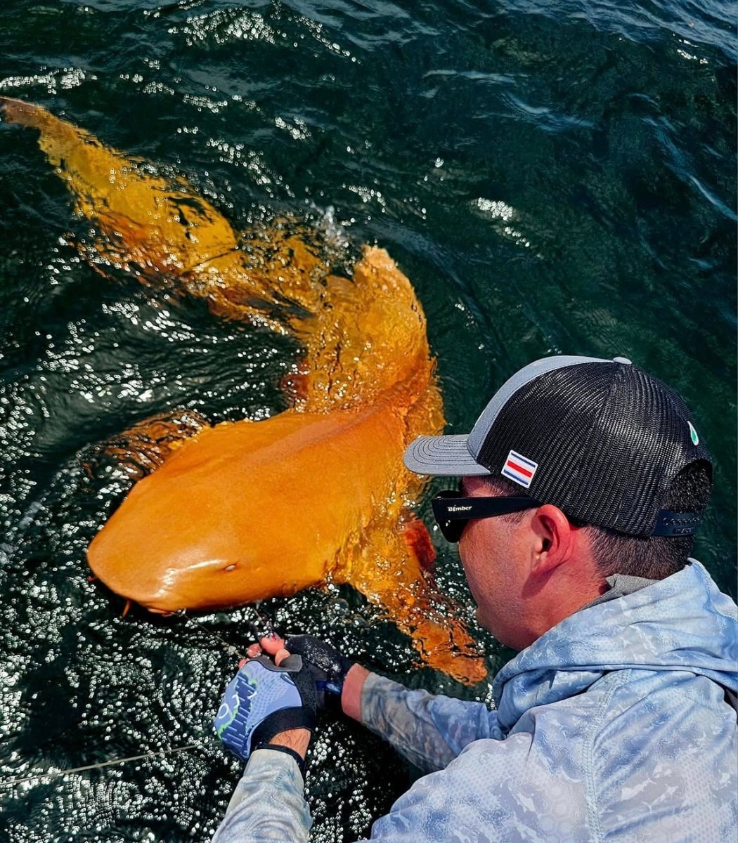 Rare orange shark Costa Rica