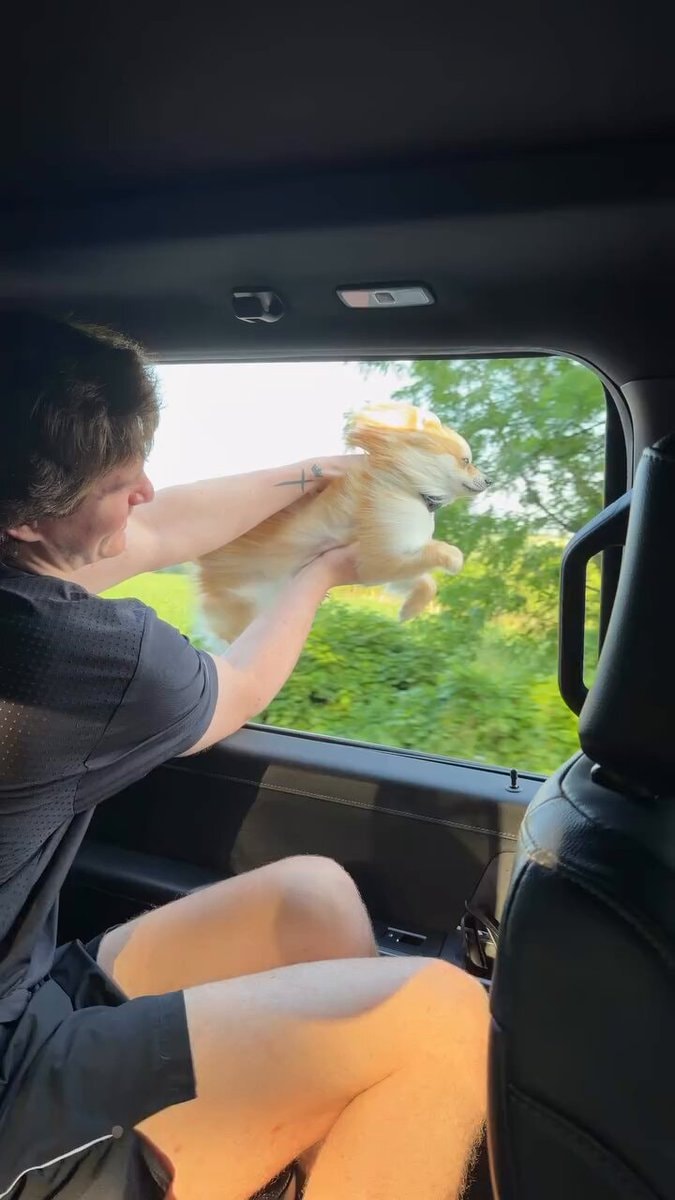 dog flying out car window