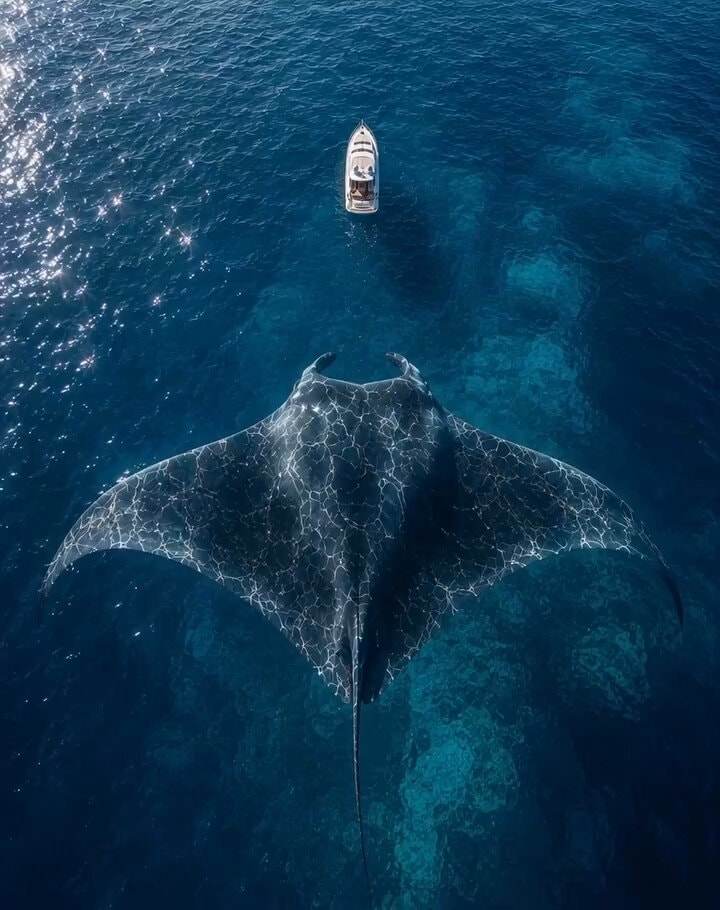 Manta ray swimming in ocean