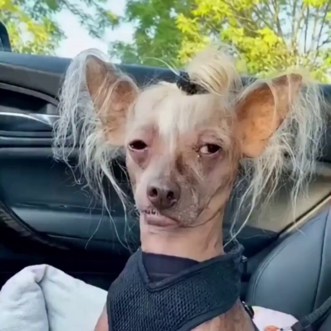 Dog with unique look in car