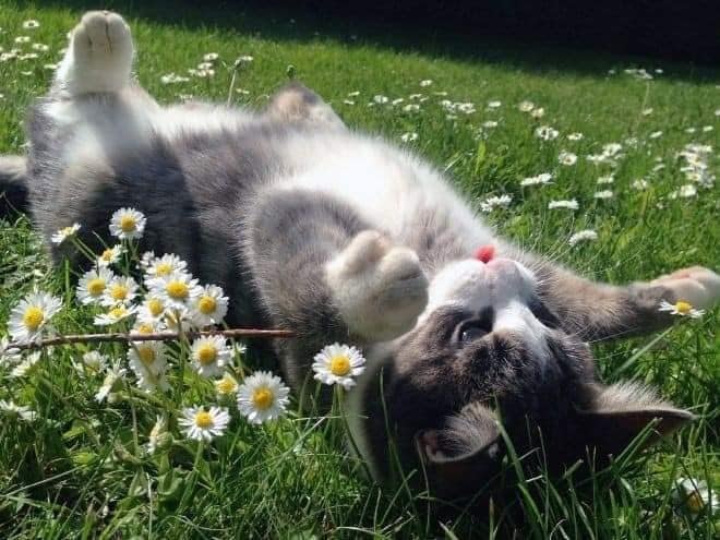 White cat in daisies (photo 2 of 4)