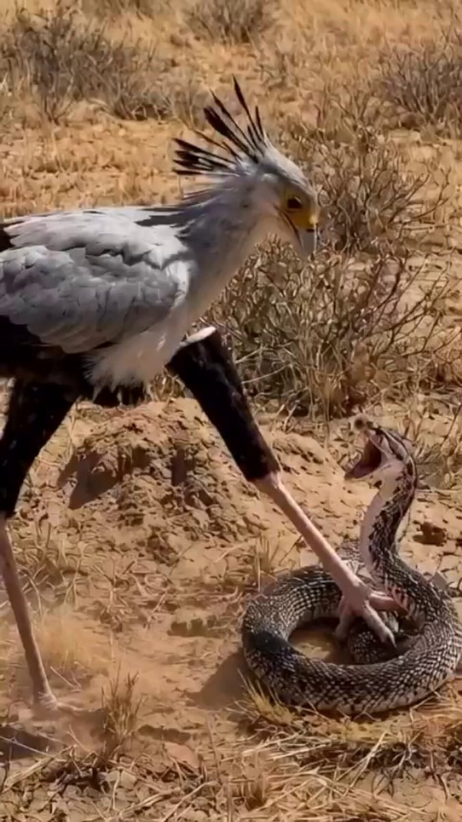 Secretary bird stomping snakes
