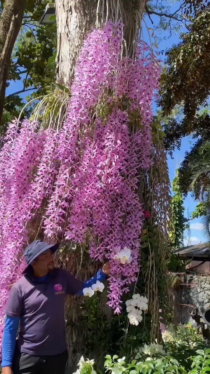 Pink orchid tree in bloom Pink orchid tree in bloom