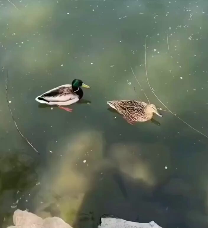 Duck ready for his turn 😂