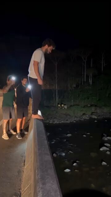 Lions catching them all