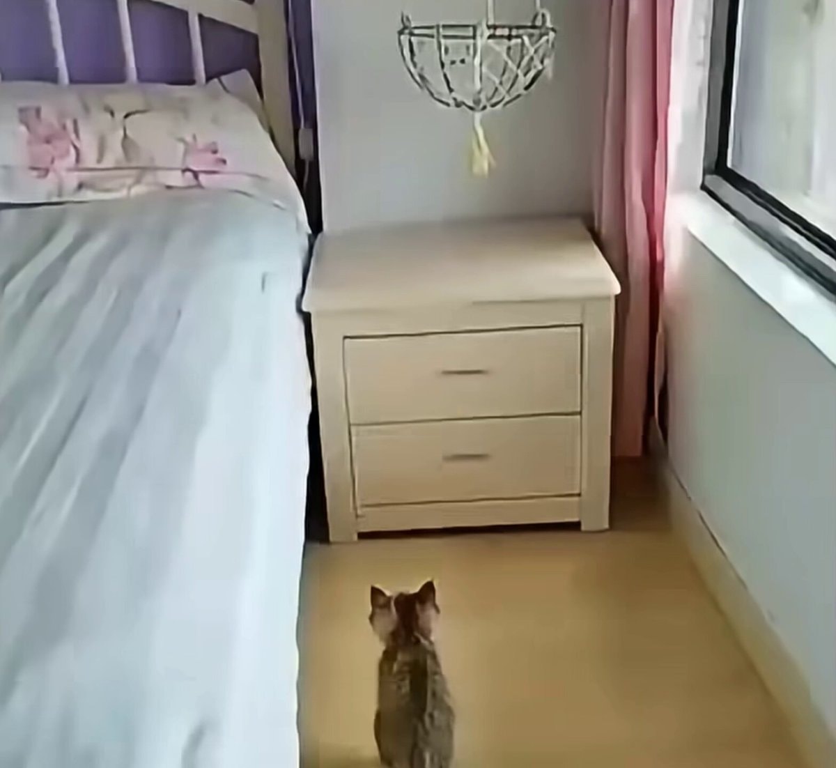 kitten silence tax avoidance
