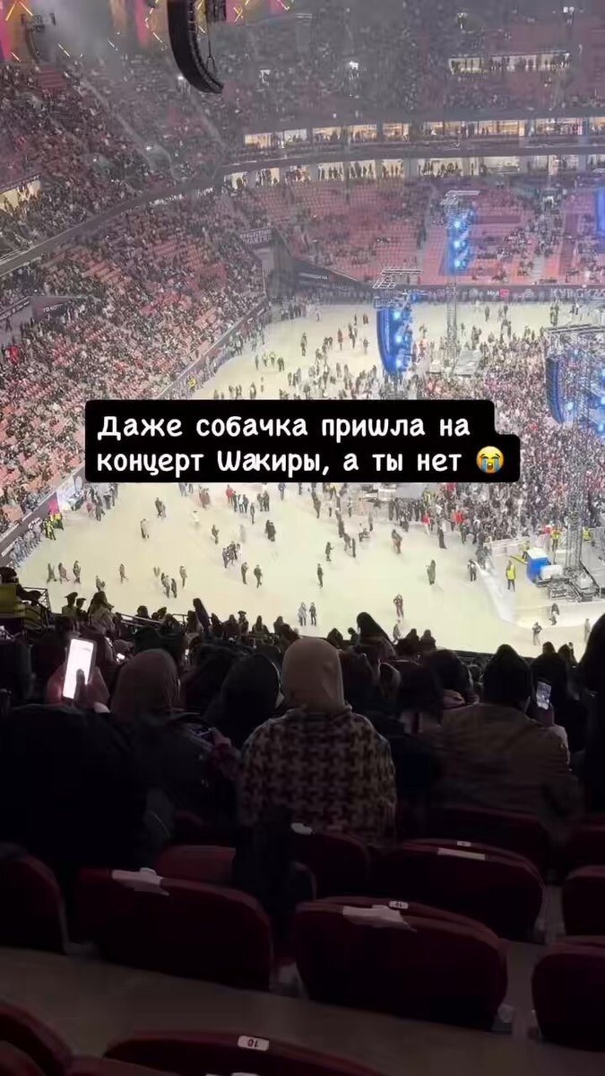 dog at Shakira concert