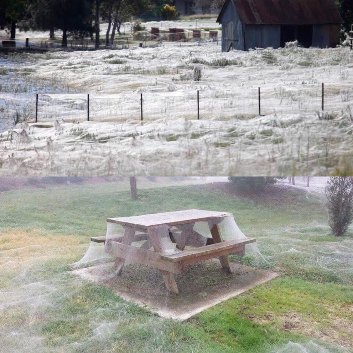 Spider season in Australia