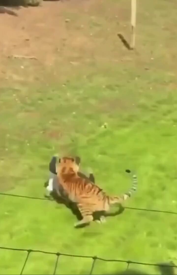 Yorkshire Wildlife Park tiger death
