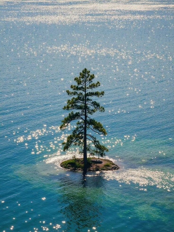 Lone pine tree on island (photo 1 of 2)