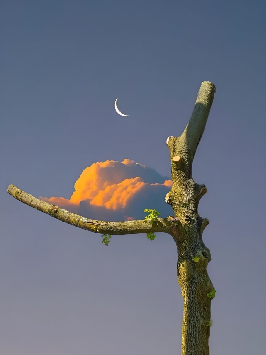 surreal nature scene with ivy tree (photo 4 of 4)