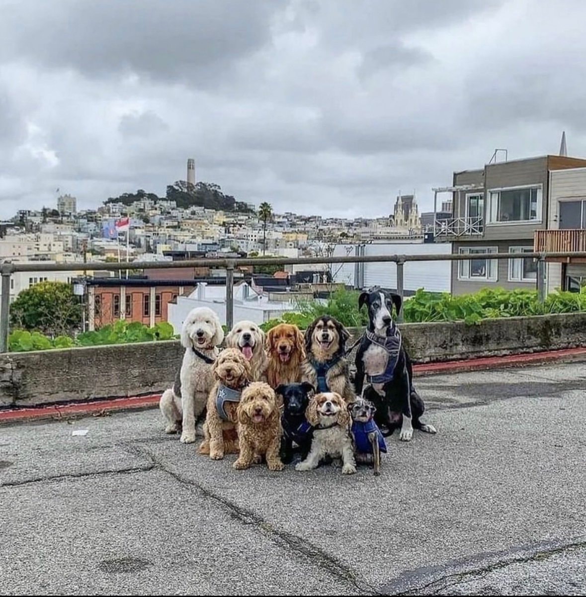 National Dogs Day (photo 2 of 2)