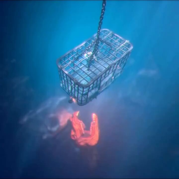 Reanimal dangerous sea horse escape