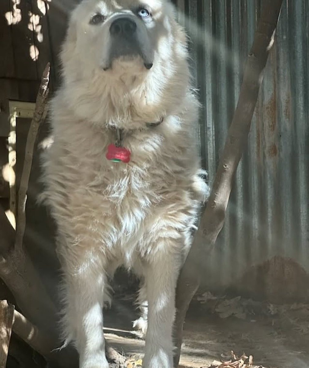 Casper the dog with heterochromia (photo 2 of 2)