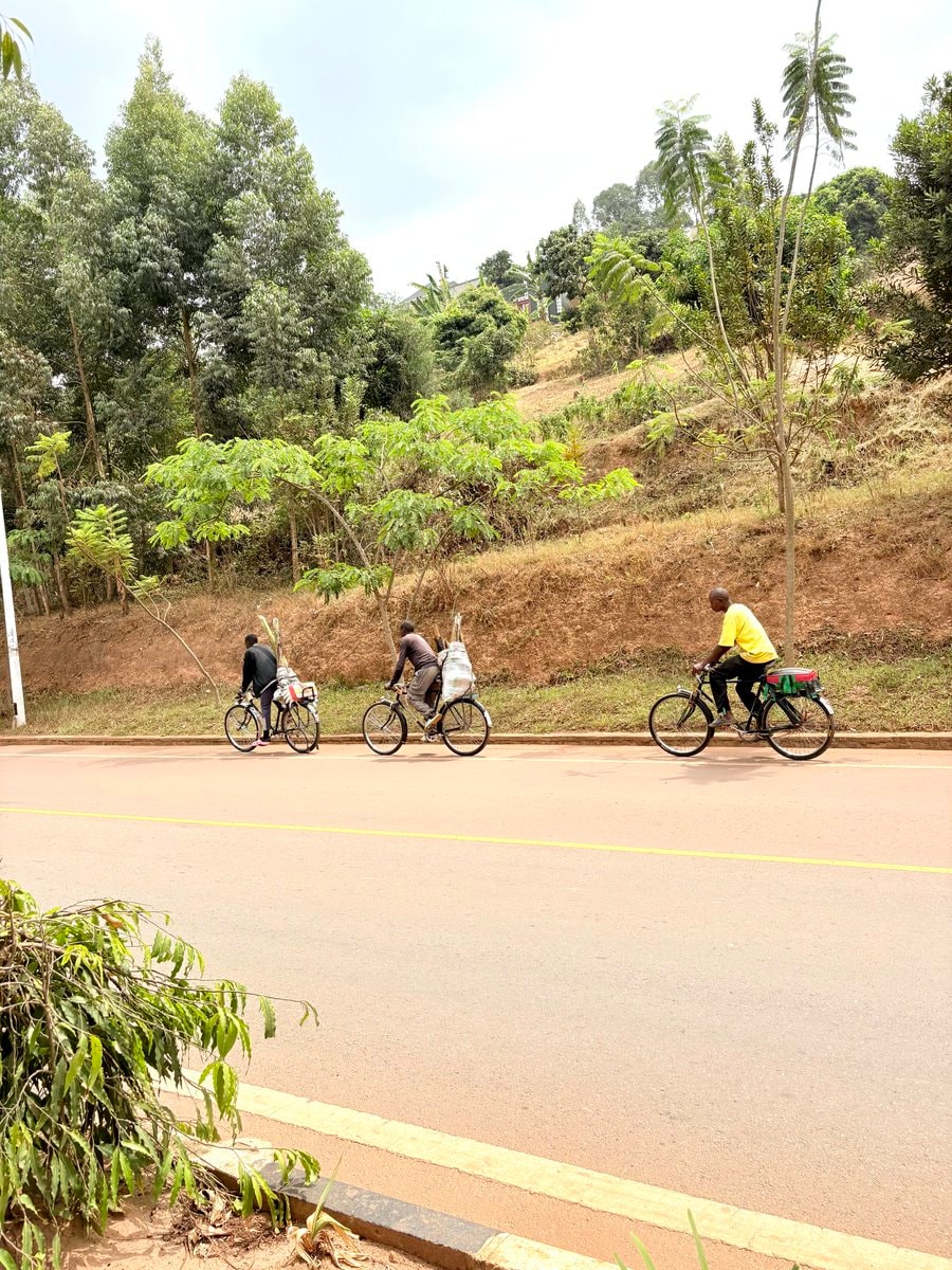 Banana tree transport ready