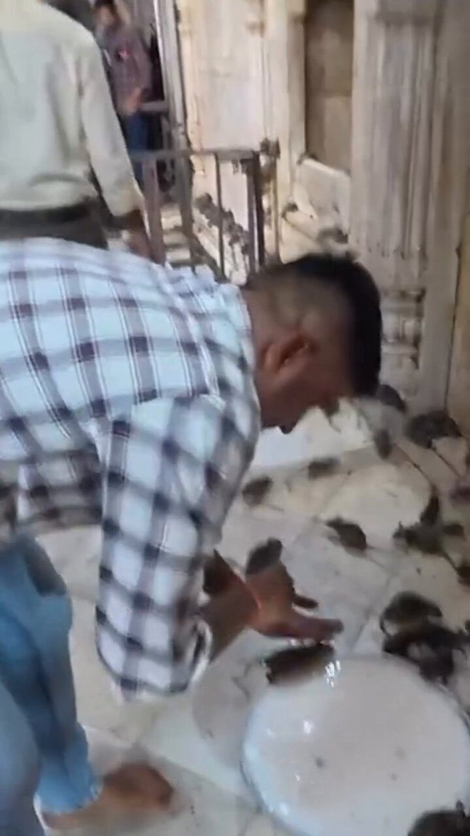 Hindu man shares milk with rats Hindu man shares milk with rats