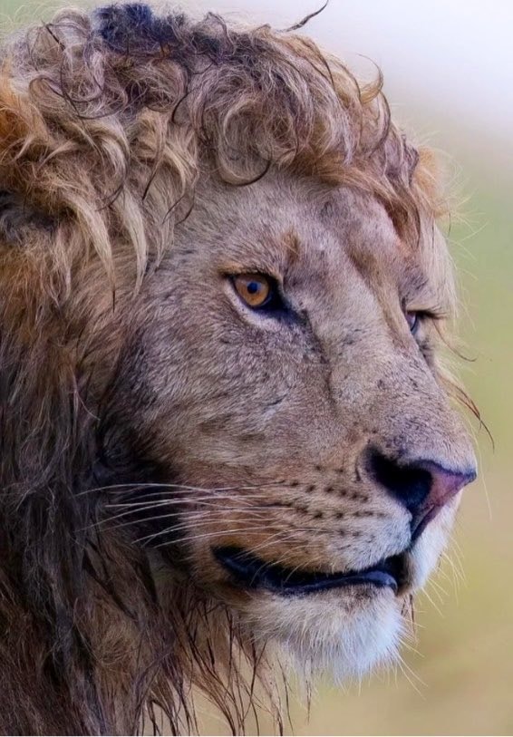 Lion with curly mane