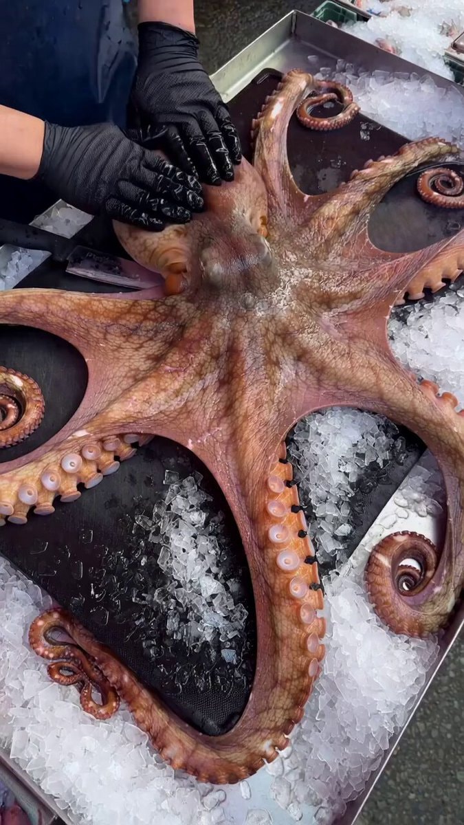 Giant Pacific Octopus Seattle Dock ASMR Giant Pacific Octopus Seattle Dock ASMR