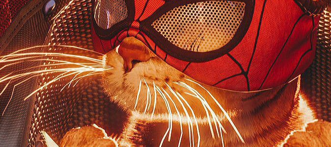 Spider-Cat 2026 (photo 2 of 4)