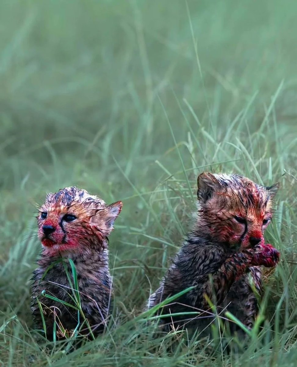 Madhur Nangia cheetah cubs post meal (photo 2 of 2)