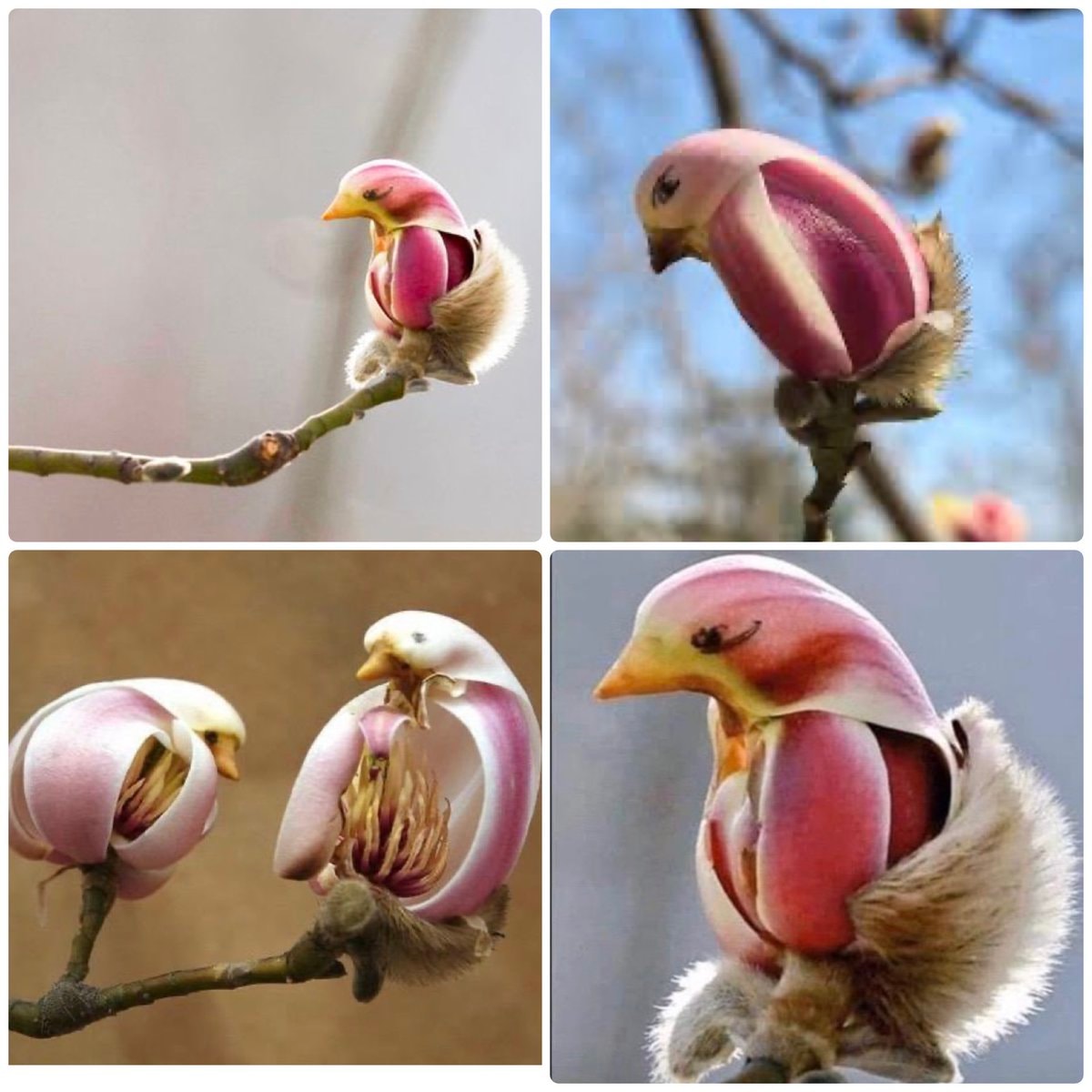 Yulan Magnolia bird buds Yulan Magnolia bird buds