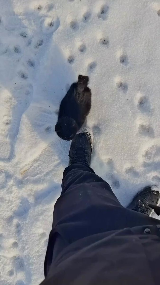 black cat walking in snow