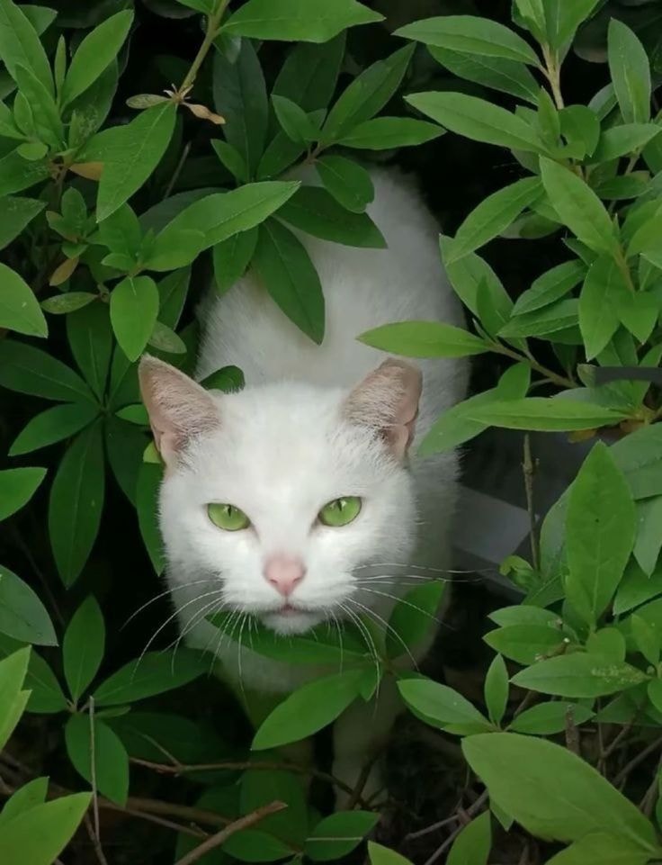 White kitten in green leaves (photo 2 of 2)