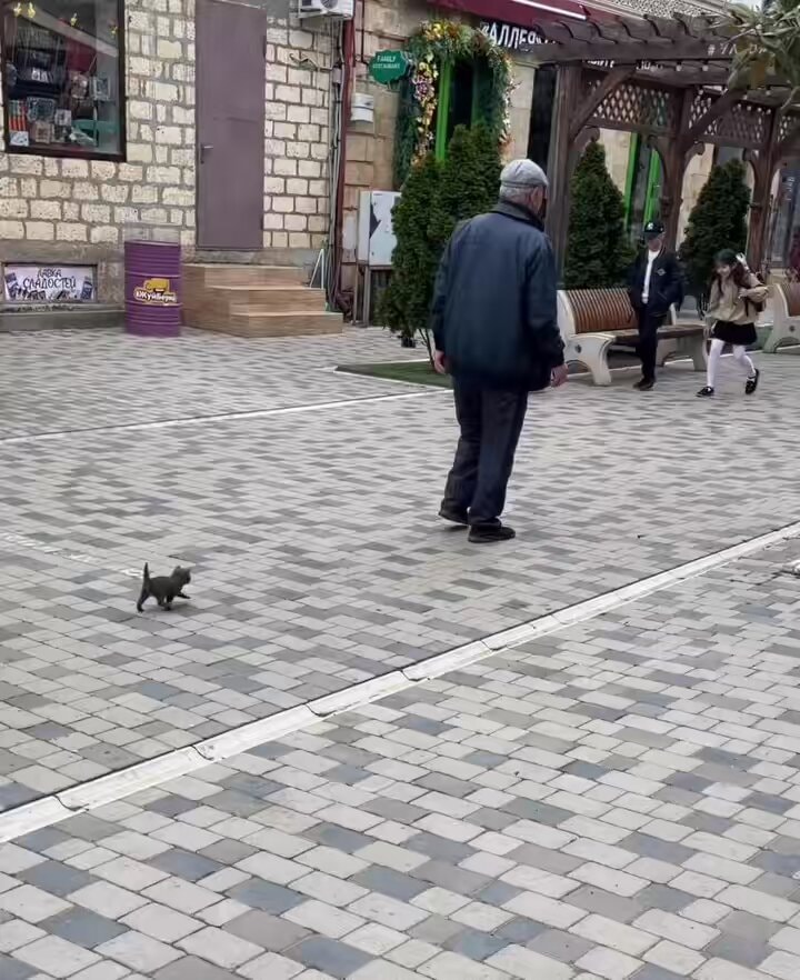 kitten meets grandpa