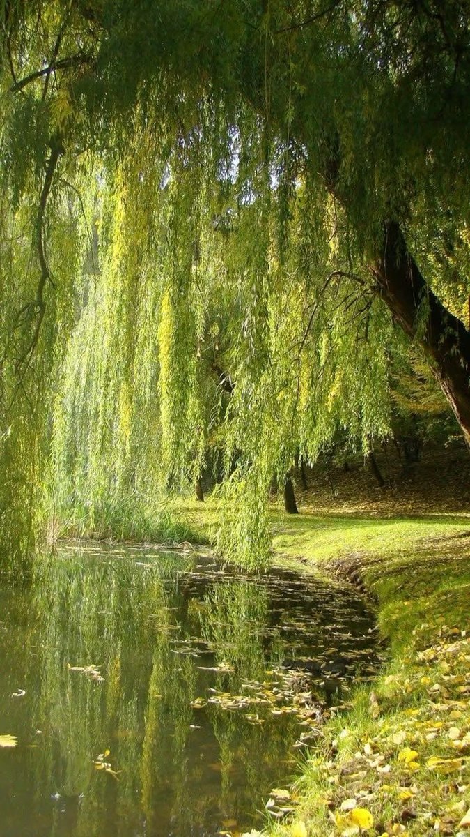 Willow tree lakeside scene 🌳 (photo 3 of 4)
