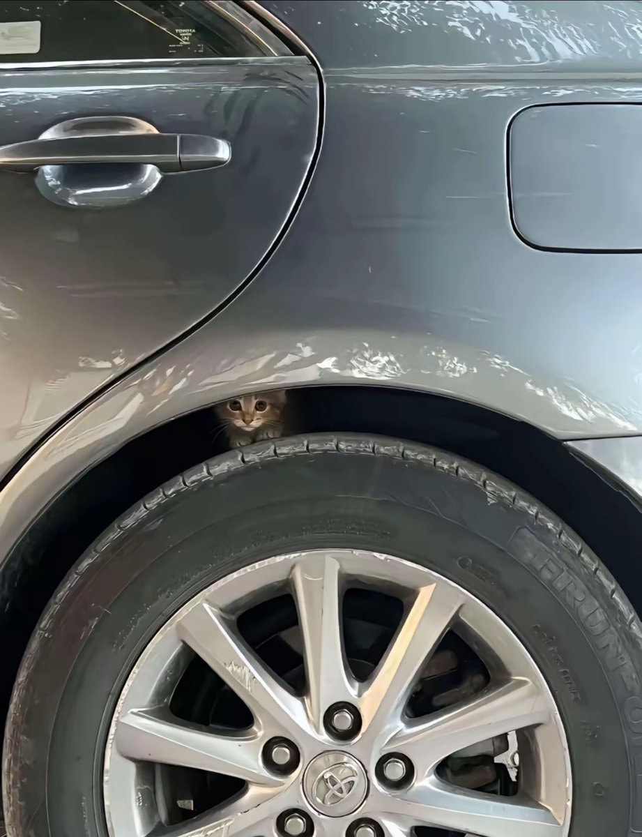 Orange kitten hiding behind car tire (photo 2 of 3)