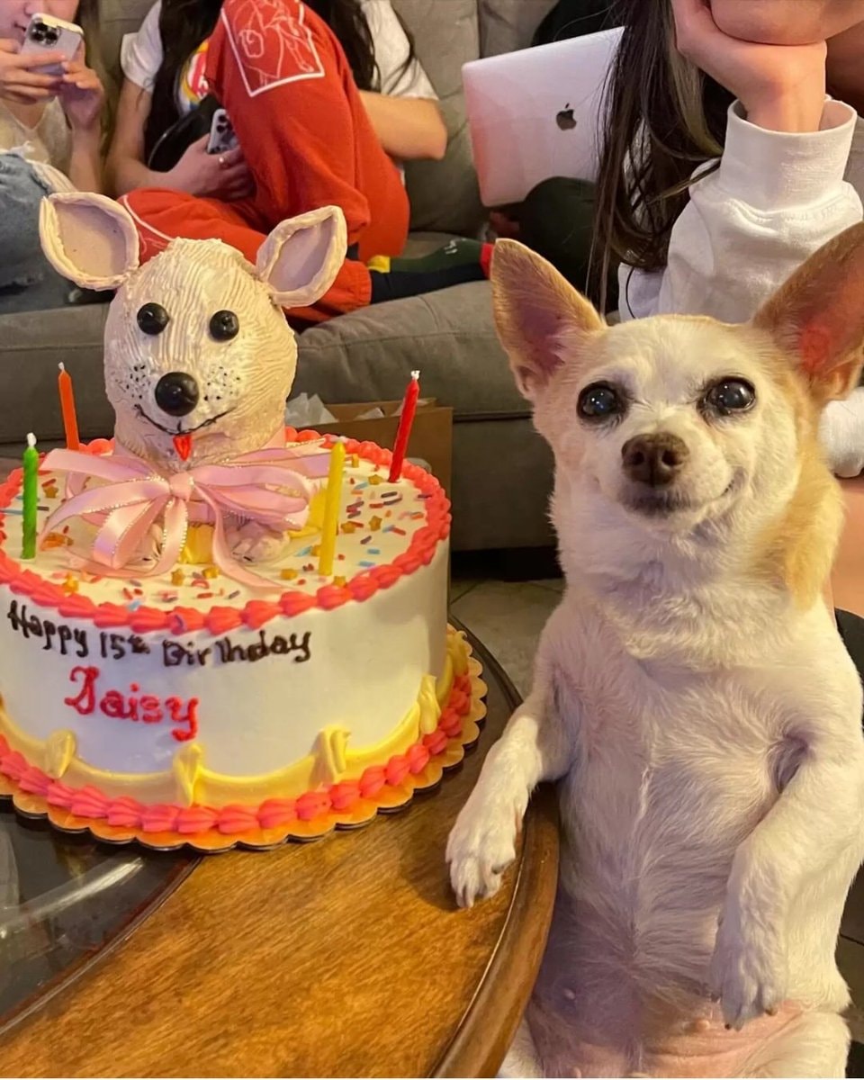 Daisy chihuahua quinceañera 15th birthday (photo 2 of 2)