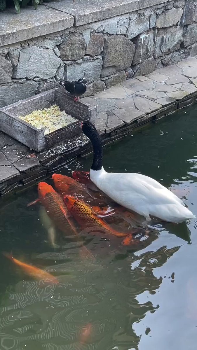 black-necked swan wetting food