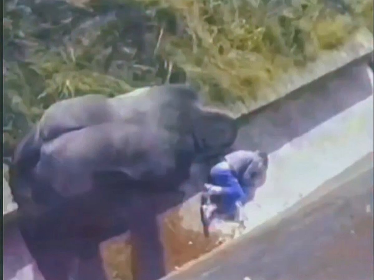 1986 silverback gorilla moment