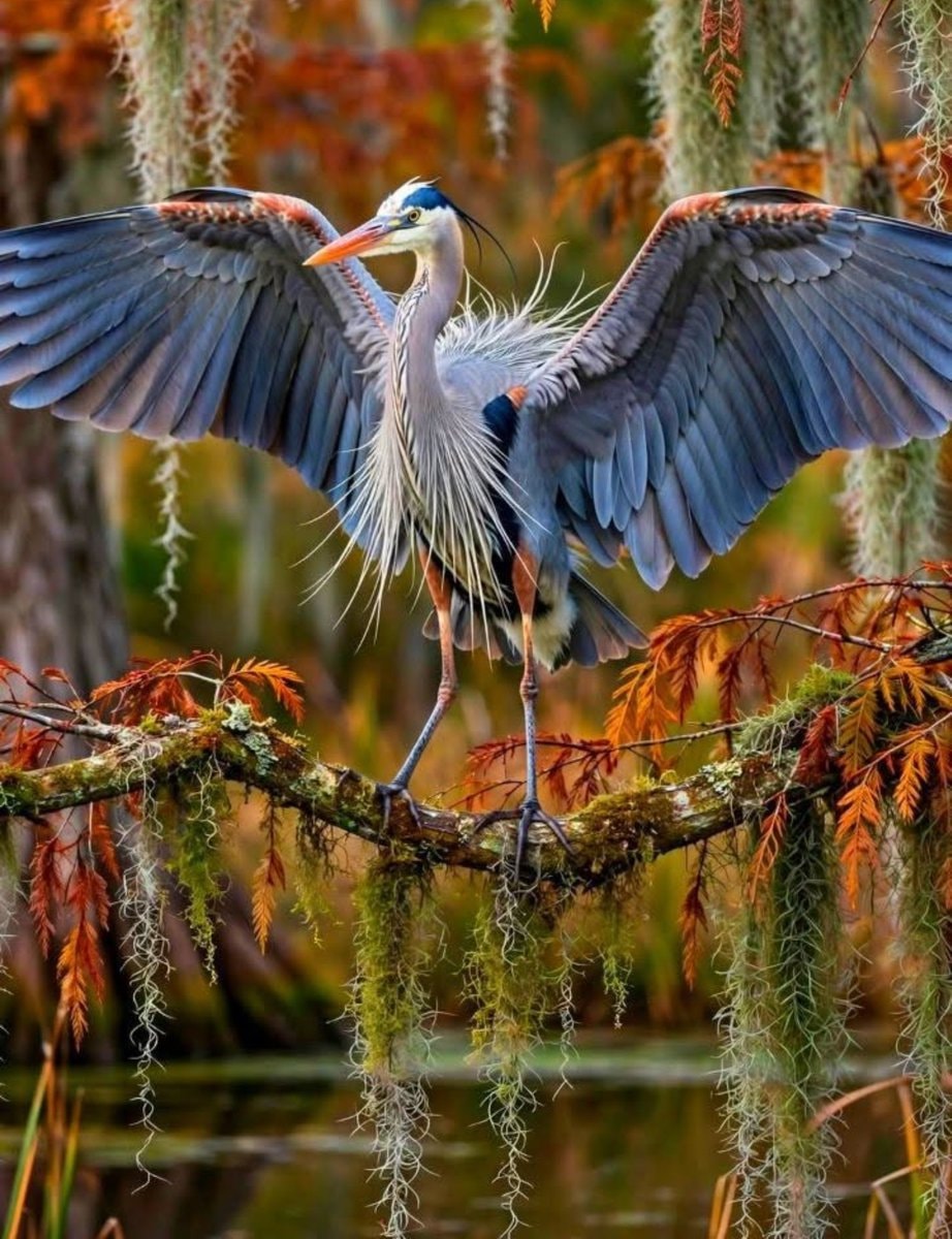 Great Blue Heron OW Great Blue Heron OW