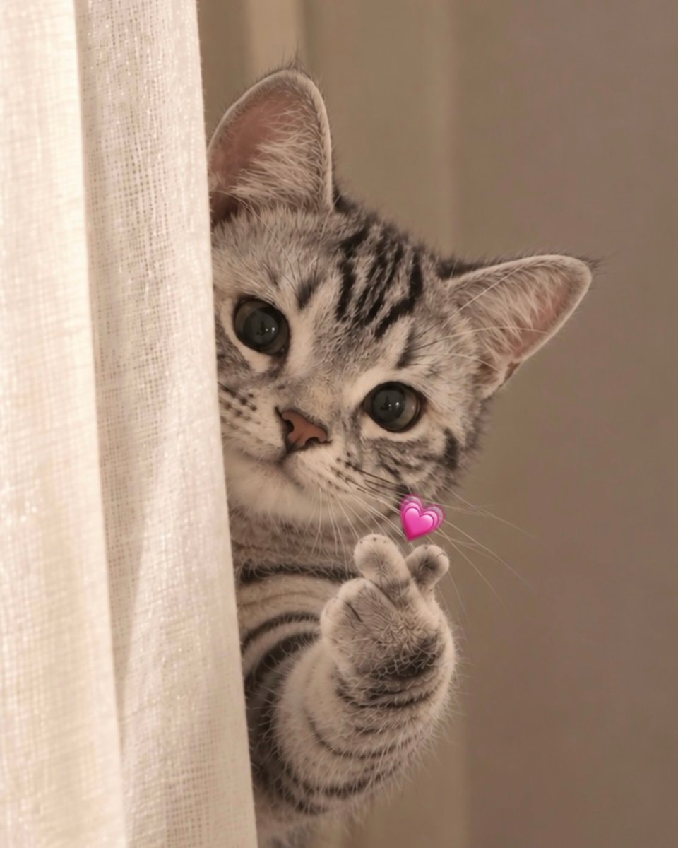 tabby kitten finger heart (photo 2 of 2)
